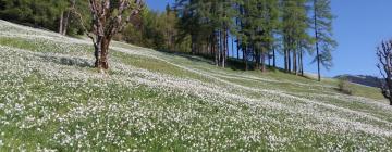 Planina pod Golico的度假短租房