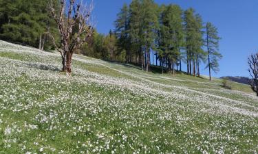 Planina pod Golico的度假短租房