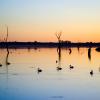 Barmera