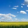 Spruce Grove