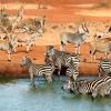 Tsavo West National Park的旅馆