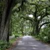 Micanopy