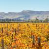 Waipara