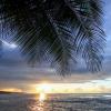 Ceiba