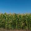 Mattoon