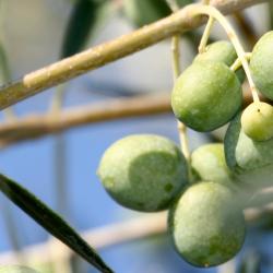 比拉法梅斯 3家带停车场的酒店