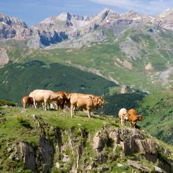 拉普埃夫拉德瓦尔韦尔德 3家宠物友好酒店