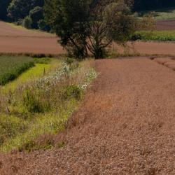 基普芬贝格 11家带停车场的酒店