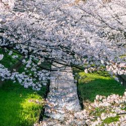 樱井市 3家日式旅馆