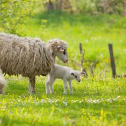 Sancoins 8家带停车场的酒店