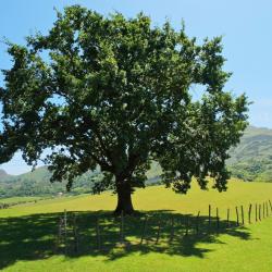 伊特萨苏 4家自助式住宿