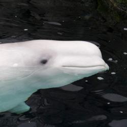 Saint-Pascal 7家住宿