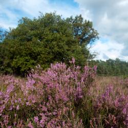 赫曼斯堡 25家住宿