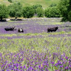 Vitigudino 3家带泳池的酒店
