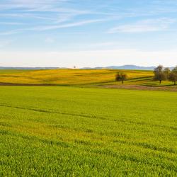 罗特里斯特 3家宠物友好酒店