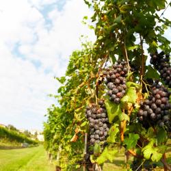 郎世宁蒂内拉 3家带热水浴缸的酒店