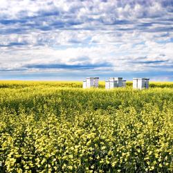 Dauphin 5家带停车场的酒店