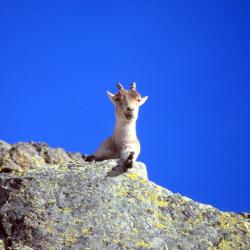 米哈雷斯 5家宠物友好酒店