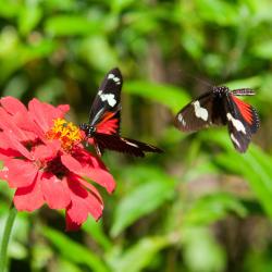 Escazu 3家住宿加早餐旅馆