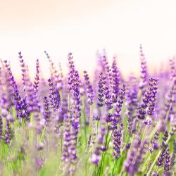 阿兰赫 7家住宿