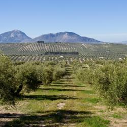 Beas de Segura 4家带泳池的酒店