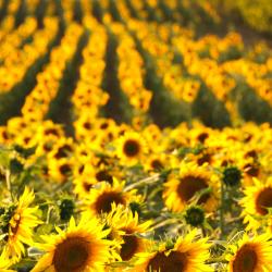 鲁雷特 3家带停车场的酒店