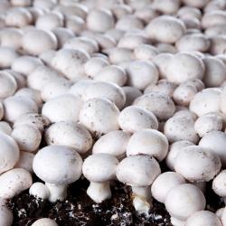 奥利拉维勒 3家宠物友好酒店