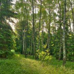 魏登 12家宠物友好酒店