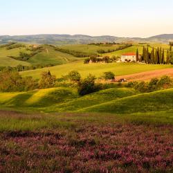 锡尼亚 21家住宿