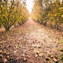 布拉 4家带泳池的酒店