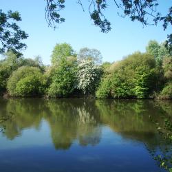 贝尔纳堡 5家宠物友好酒店