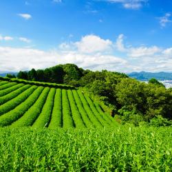 静冈 8家温泉住宿