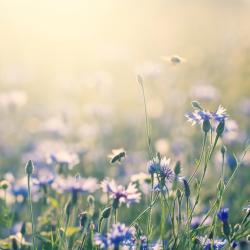 瓦尔德萨森 3家宠物友好酒店