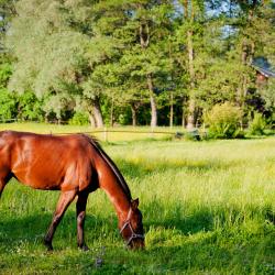 埃尔维特 5家Spa酒店