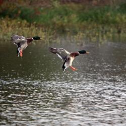 Leutesdorf 6家带停车场的酒店
