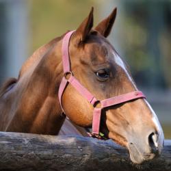 霍布斯 16家带停车场的酒店