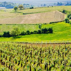 考奇 4家带泳池的酒店