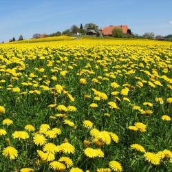 朗瑙 3家宠物友好酒店