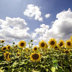 沃德吕尼 3家别墅