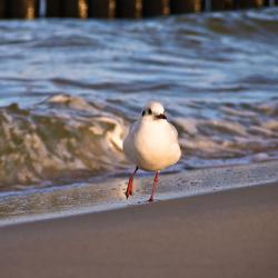 朗克维茨 4家带泳池的酒店