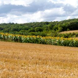 卢瓦尔堡 5家宠物友好酒店