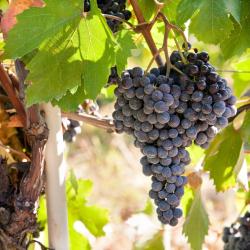 蒙福特达尔巴 25家带泳池的酒店