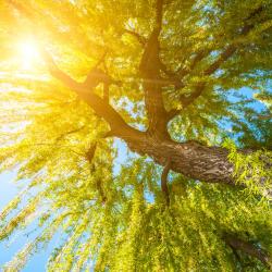 Chamant 4家宠物友好酒店