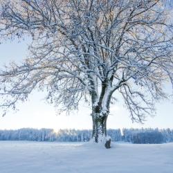 Les Bois 6家滑雪度假村