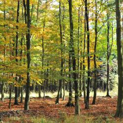 伊特尔 4家宠物友好酒店