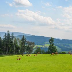 Miesenbach 3家住宿加早餐旅馆