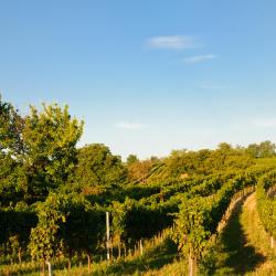 Pamhagen 3家带停车场的酒店