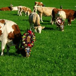 沃格尔 25家滑雪度假村