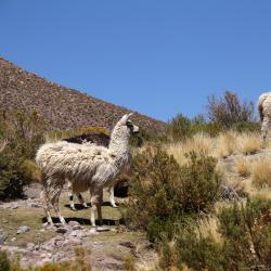 科恰班巴 5家旅馆