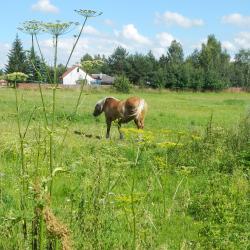 Białowieża 4家乡村别墅